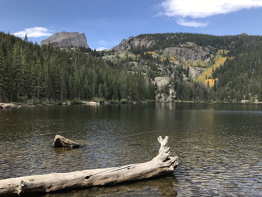 united states, estes park, bear lake trail, colorado, log, mountain, HD wallpaper