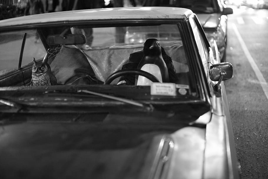 gray scale photo of penguin and owl on car, penguins owl, transportation HD wallpaper