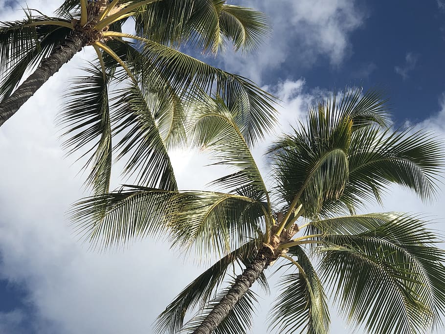 two green coconut trees, plant, palm tree, arecaceae, summer HD wallpaper