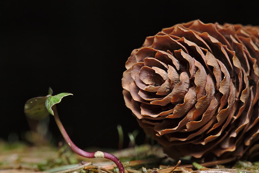 winter, pine cones, close up, forest, black background, close-up HD wallpaper