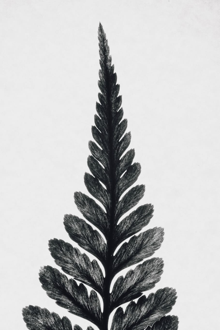 A tall leaf., white background, studio shot, plant part, close-up HD wallpaper
