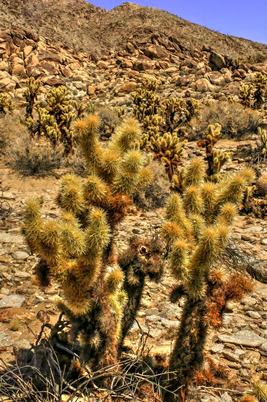 desert, cactus, california desert, anza borrego, plant, beauty in nature, HD wallpaper