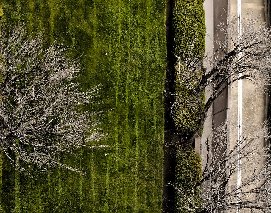 grass, plant, tree, usa, houston, lawn, grey, branches, february HD wallpaper
