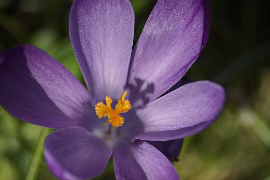 flower, blossom, bloom, macro, close up, violet, orange, crocus HD wallpaper