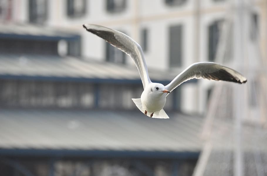 seagull, bird, city, rooftops, animal themes, animal wildlife HD wallpaper