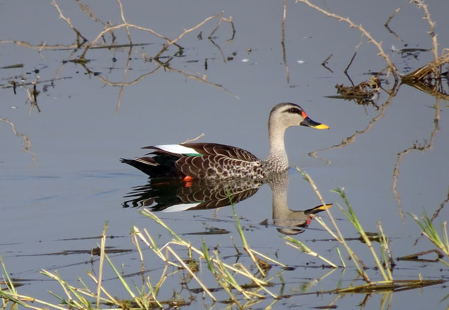 duck, bird, waterfowl, wildlife, spot-billed duck, swimming, HD wallpaper