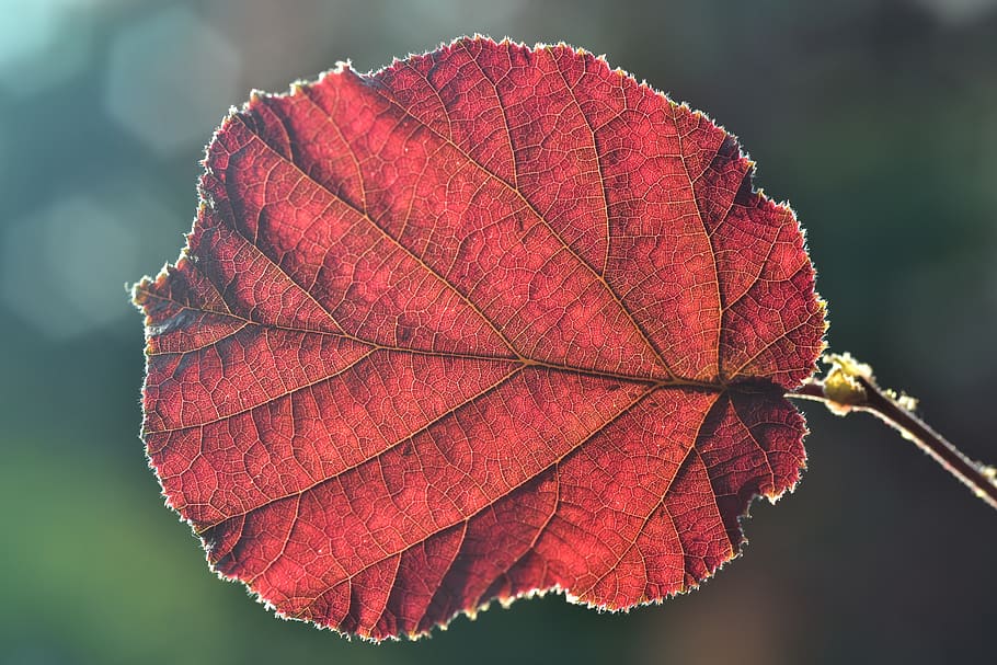 leaf, backlighting, hazelnut leaf, round, red, structure, texture HD wallpaper