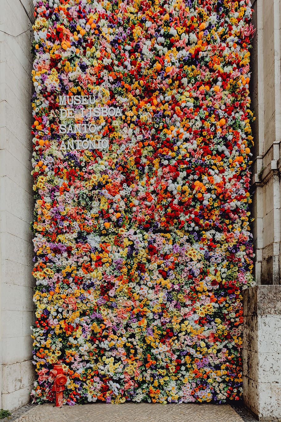 Fest Santo Antonio - Various color flower background wall - Museu de Lisboa, Lisbon, Portugal, HD wallpaper