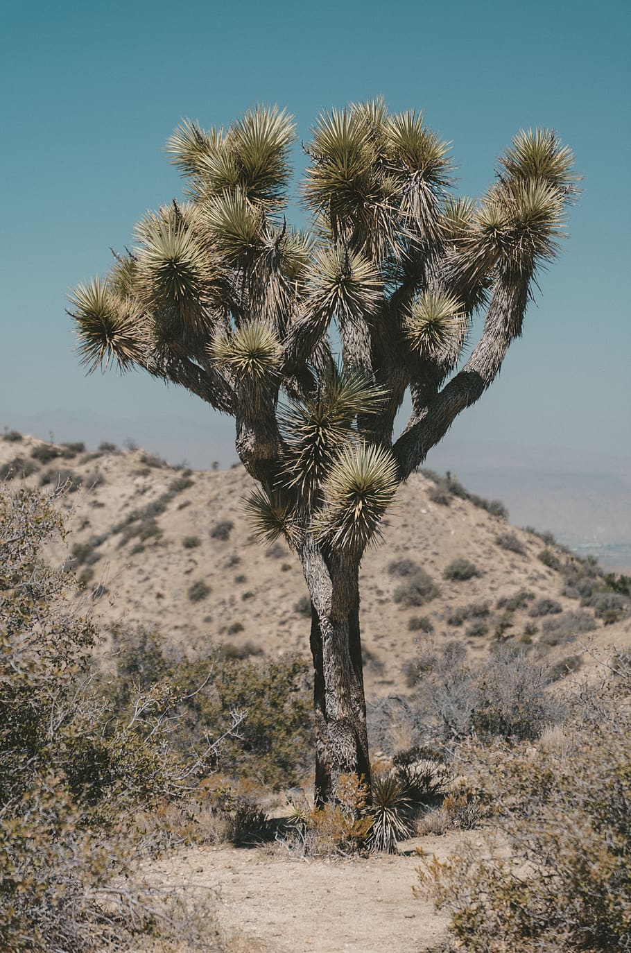 tree on desert, united states, joshua tree national park, plant HD wallpaper