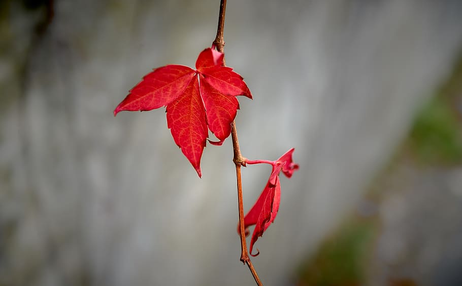 red maple leaves, focus on foreground, plant part, close-up, autumn HD wallpaper