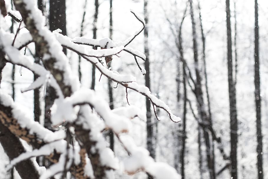 snow, trees, winter, cold temperature, plant, branch, nature HD wallpaper