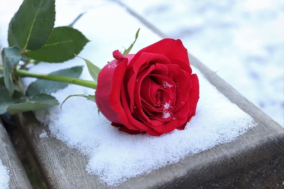 red rose on bench, love symbol, snow, winter, romantic, snowflakes