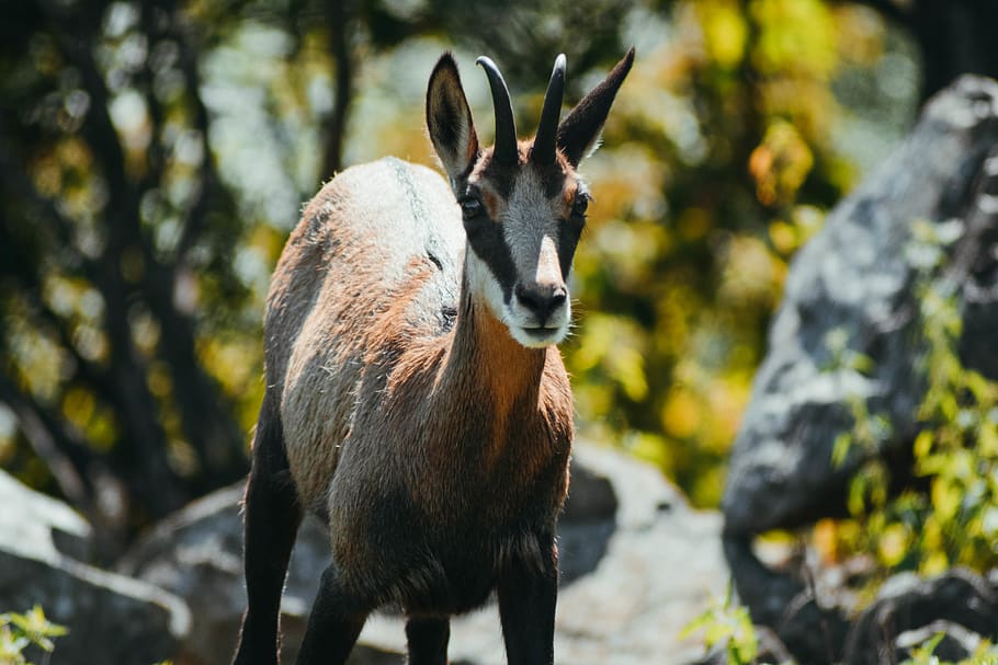 animal themes, mammal, one animal, vertebrate, animal wildlife HD wallpaper