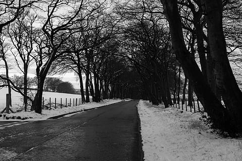 Grayscale Photo of Road in Between Withered Trees, black and white HD wallpaper