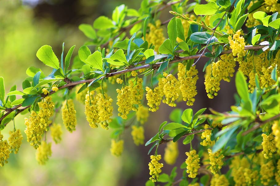 spring, flower, bloom, nature, blooms at, flora, color, beautiful HD wallpaper