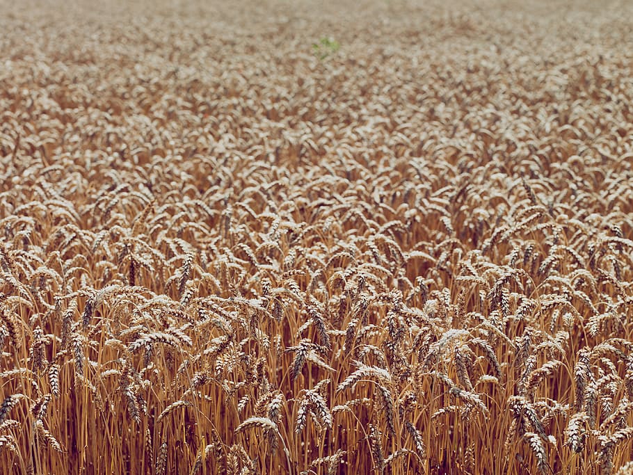 fields, crops, summer, agriculture, rural scene, cereal plant HD wallpaper