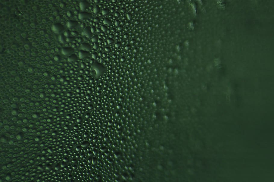 green moist, texture, droplet, fish, animal, surface, leaf, plant HD wallpaper