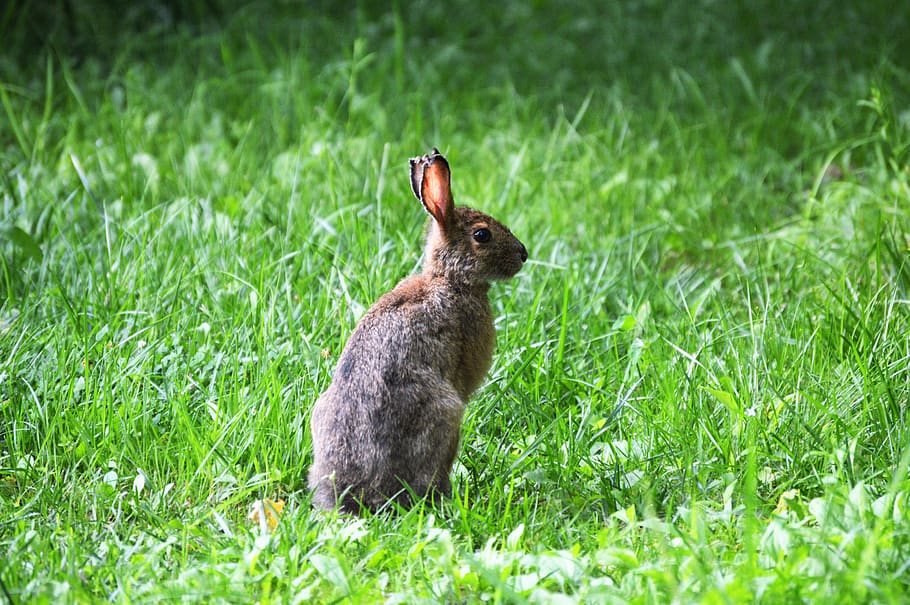 united states, acton, animal themes, grass, plant, animal wildlife HD wallpaper