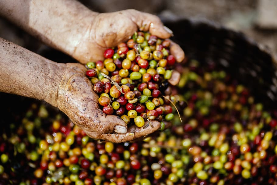 Assorted Fruits on Person's Hand, close-up, coffee bean, crops