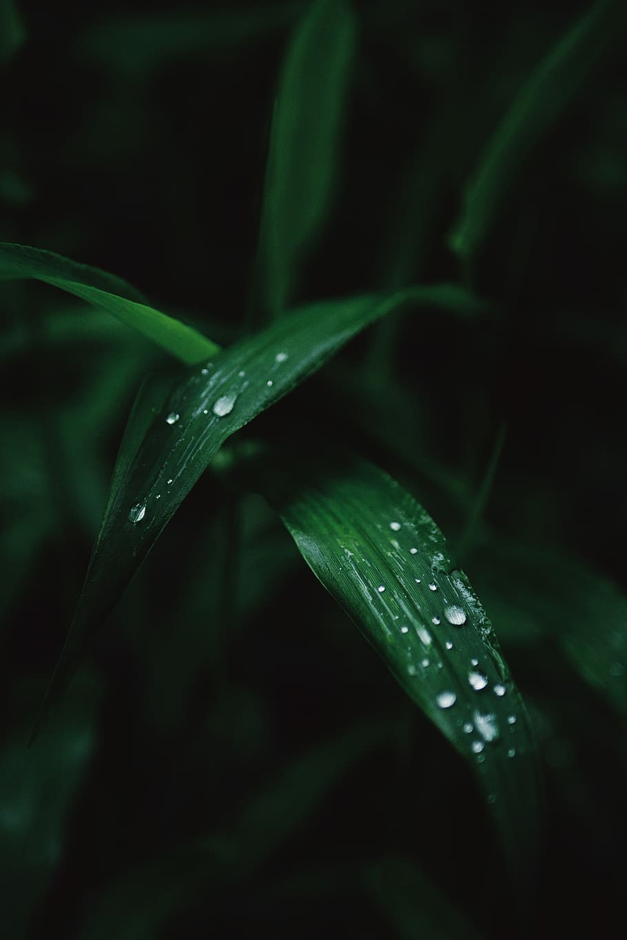 green leaf with water drops, wet, plant, green color, freshness HD wallpaper