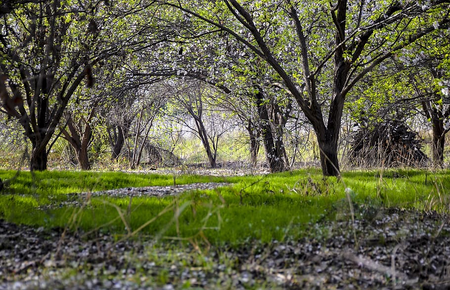 orchard, spring, nature, tree, bloom, branch, garden, blossom HD wallpaper