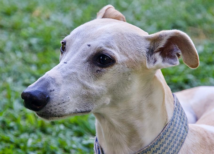 whippet, face, gentle, alert, ears, portrait, cute, adorable HD wallpaper