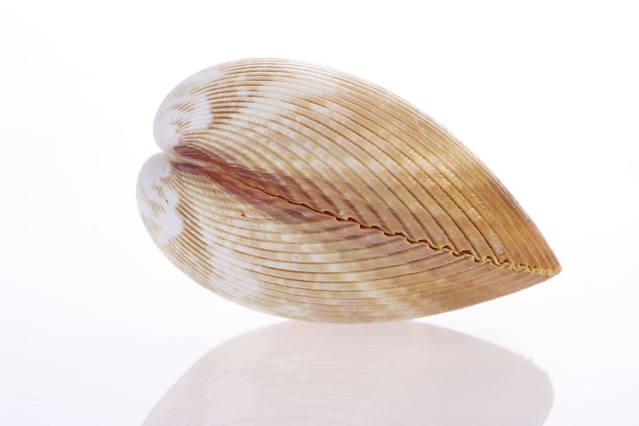 bone, close-up, closeup, coast, coastline, cockle-shell, conch HD wallpaper