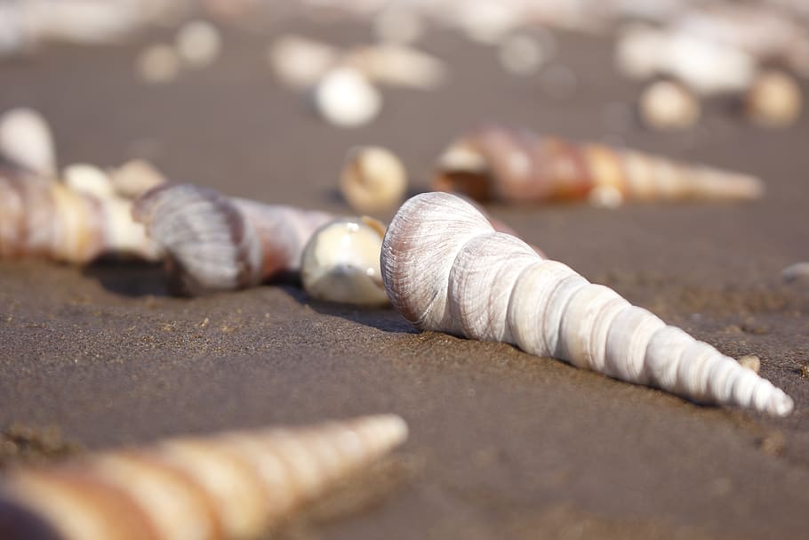 snail, coast, sand, shell, gold, close-up, no people, selective focus HD wallpaper