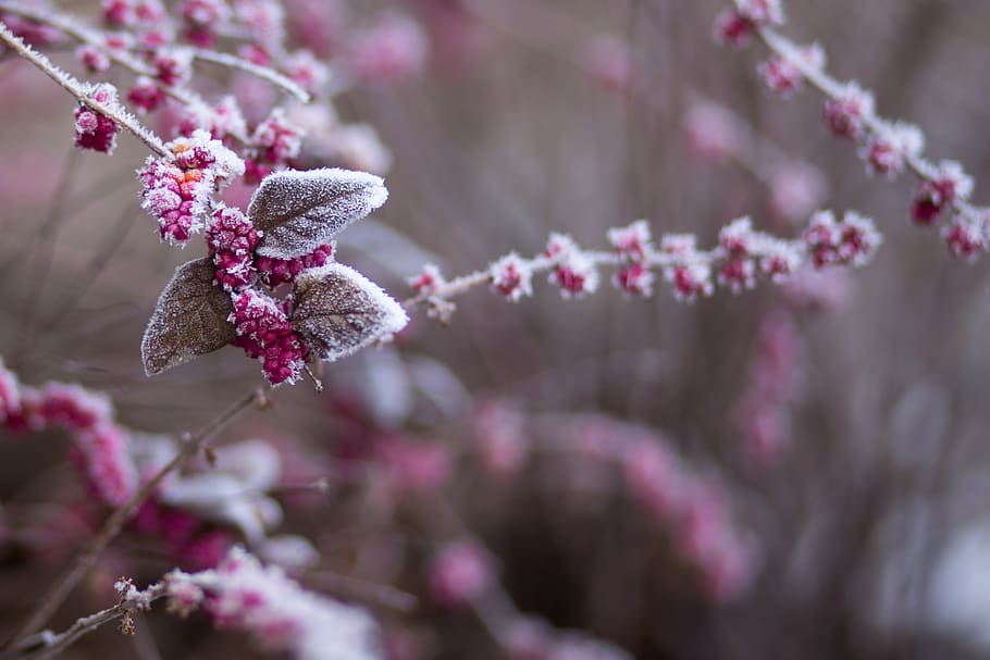 Pink Flowers in Selective Focus Photography, berries, blur, blurred background HD wallpaper