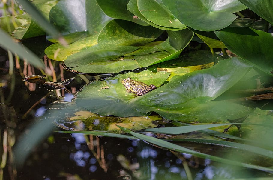 frog, toad, animal, pond, water, water frog, nature, frog pond HD wallpaper