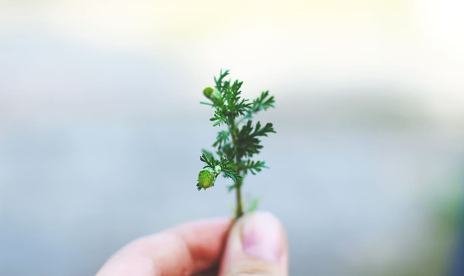 green, leaf, plant, blur, hand, human body part, human hand HD wallpaper