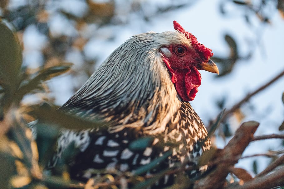 black and white rooster, animal, bird, fowl, poultry, chicken HD wallpaper