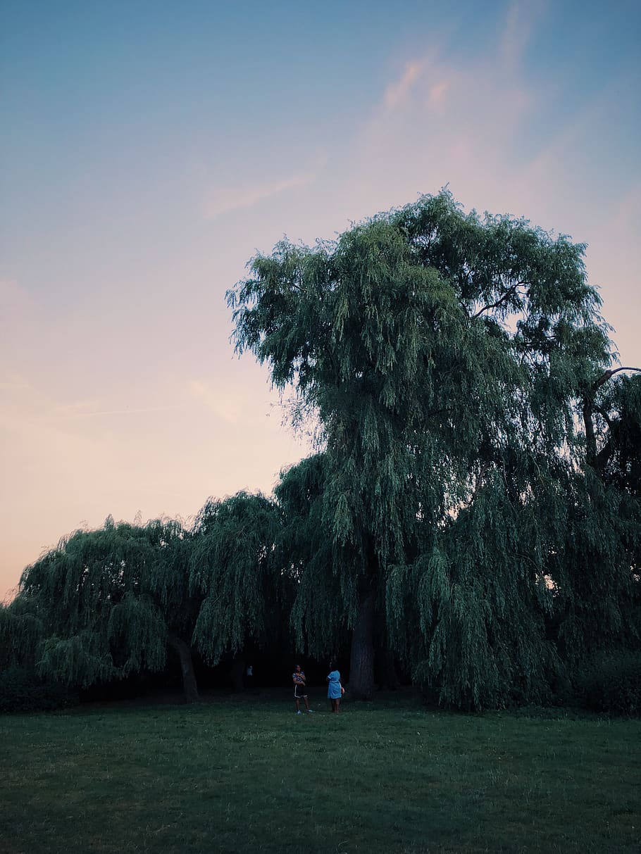 willow, tree, ladies, minimal, nature, country, rural, sunset HD wallpaper