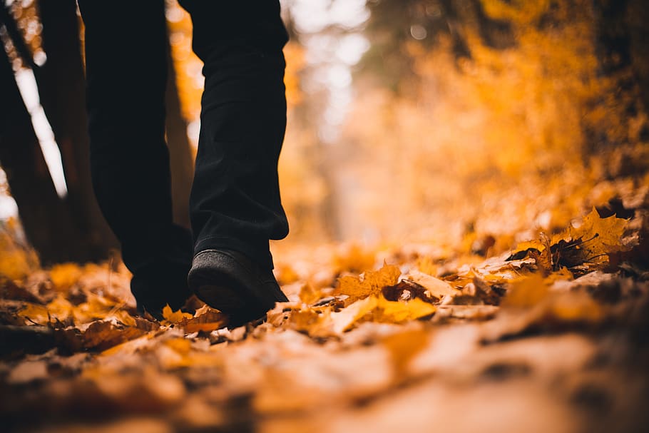 man walking near tree, leaf, clothing, apparel, plant, human HD wallpaper