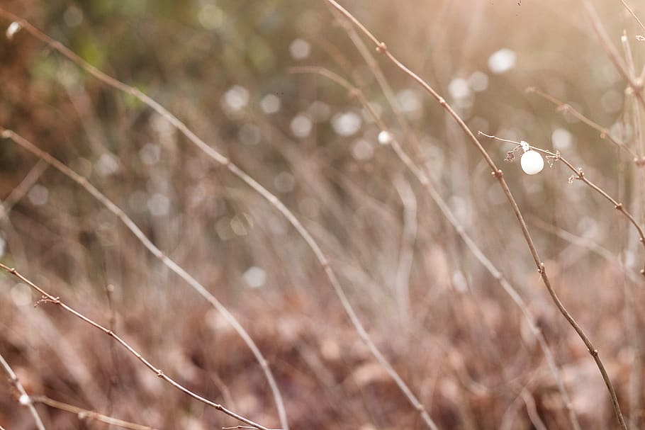 germany, karlsruhe, texture, background, bokeh, forest, brush HD wallpaper