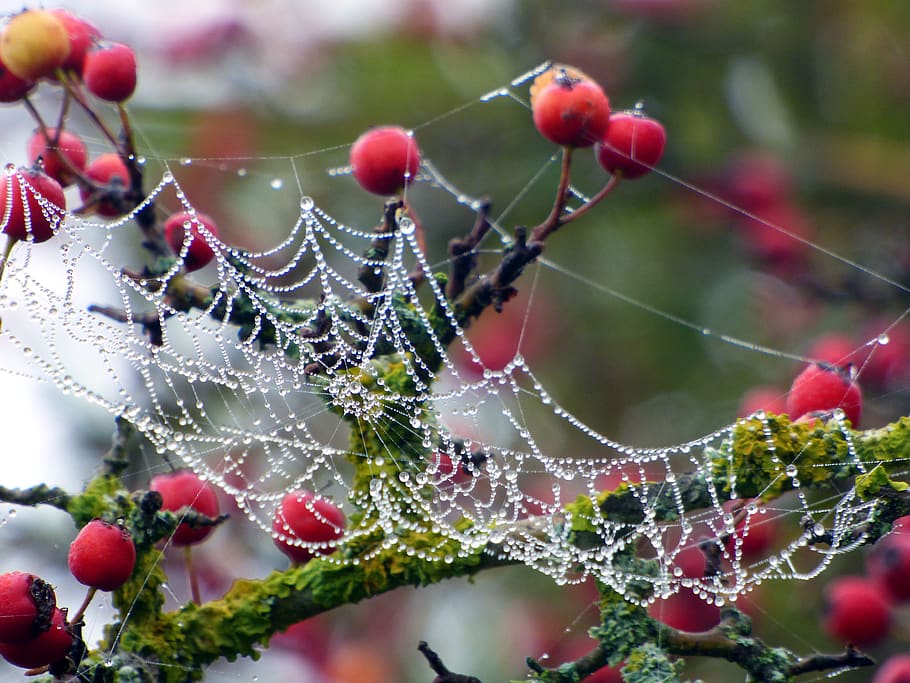 berries, red, wild, canvas, beads, dew, spider, fall, nature HD wallpaper