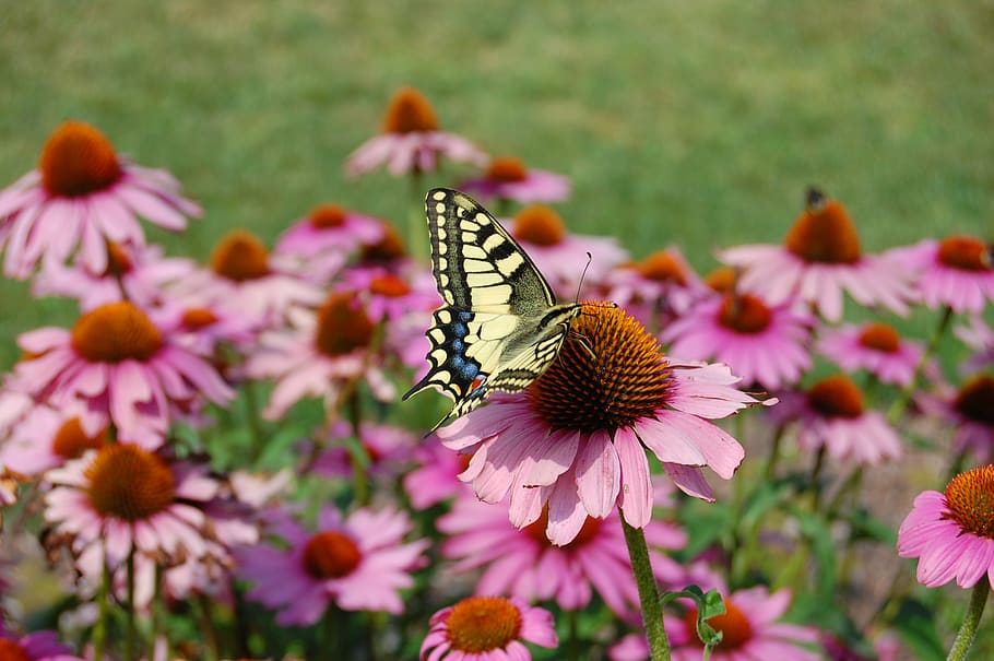 dovetail, summer, coneflower, echinacea, blossom, bloom, nature HD wallpaper