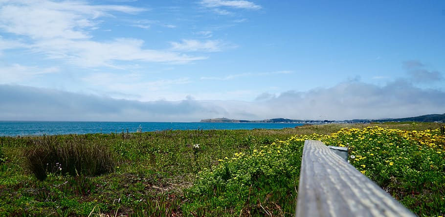 halfmoonbay, woods, sky, plant, cloud - sky, scenics - nature HD wallpaper