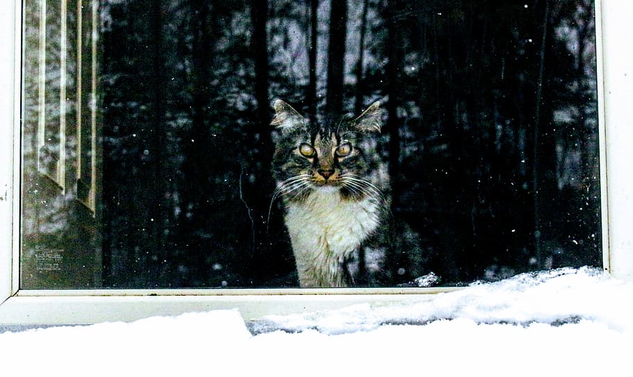 Cute Cat, adorable, animal, cold, daylight, feline, kitten, mammal HD wallpaper