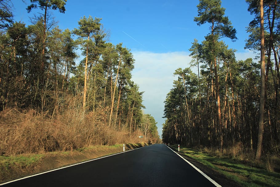 clear road in between trees at daytime, trip, way, plant, direction HD wallpaper