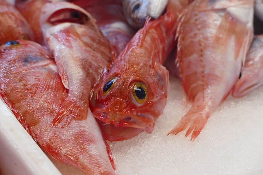 fish, market, seafood, food and drink, for sale, animal, raw food HD wallpaper