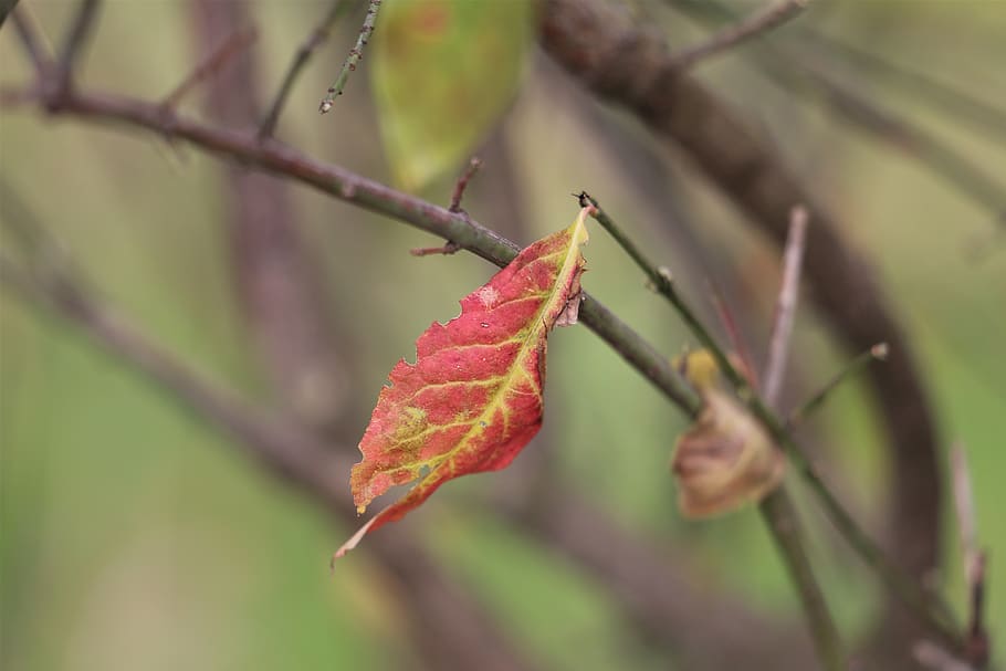 red leaf, lonely, branches, foliage, autumn, nature, outdoor, HD wallpaper