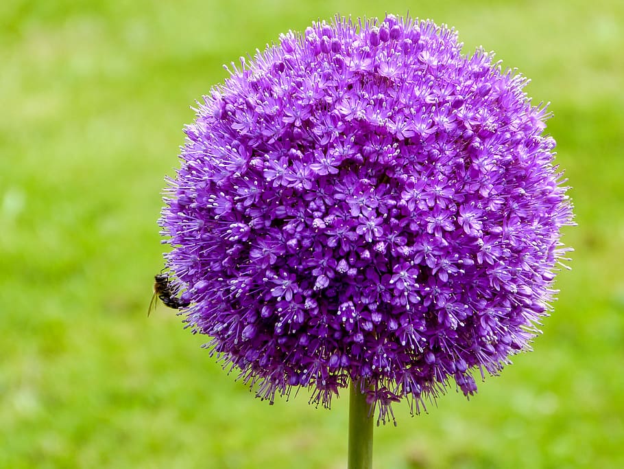 flower, insect, blossom, bloom, flowering plant, fragility HD wallpaper