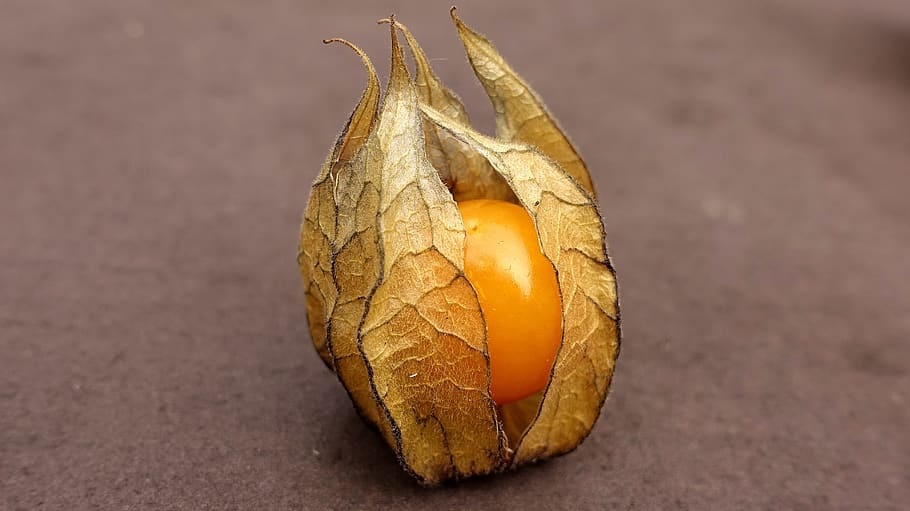 physalis, fruit, berry, orange, food, healthy, vitamins, decoration HD wallpaper
