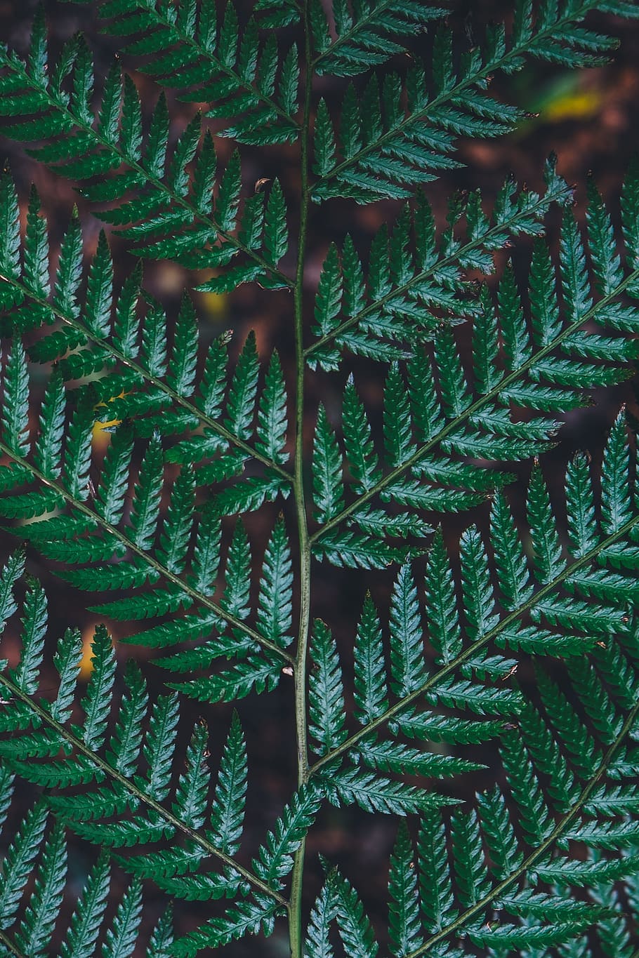 black, brown, green, leaves, plants, growth, plant part, leaf HD wallpaper