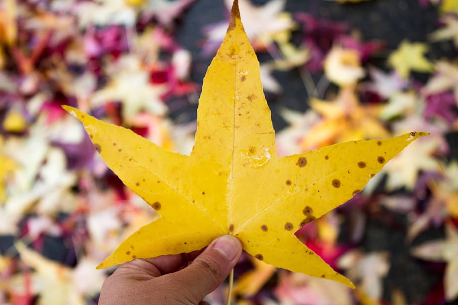 yellow, yellow leaf, fall leaf, fall season, thanksgiving colors HD wallpaper