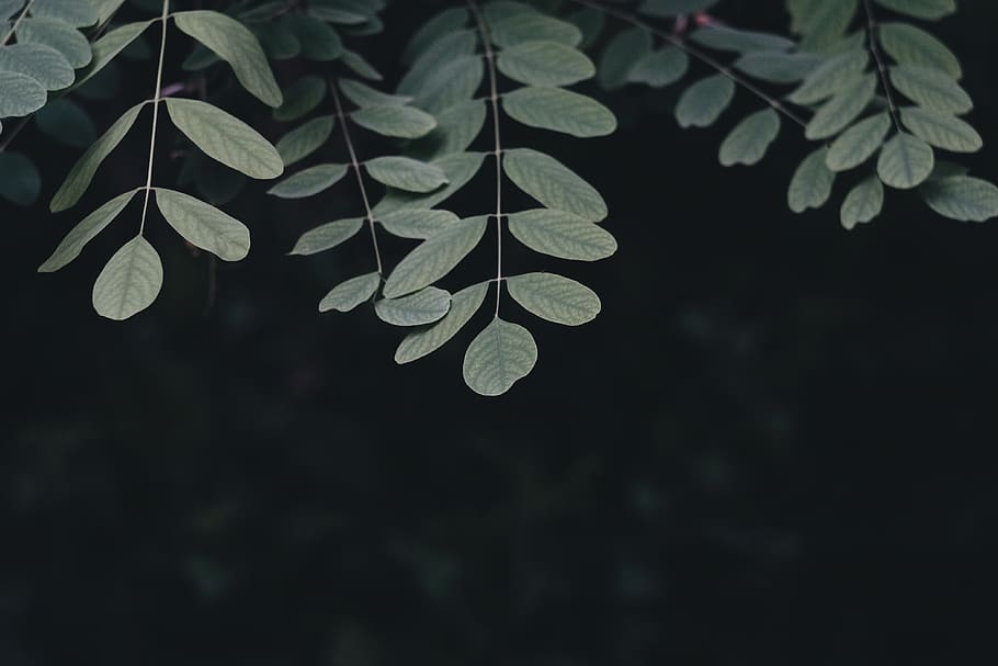 dark, green, leaf, plant, tree, nature, plant part, growth HD wallpaper