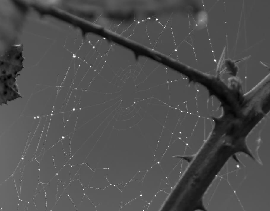 web, dew, thistle, thorns, macro, bandw, spider web, fragility HD wallpaper
