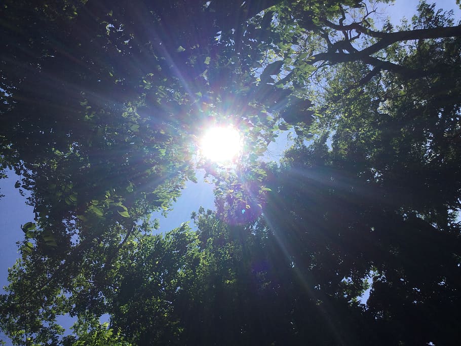 philippines, sunlight, tree, plant, lens flare, low angle view HD wallpaper