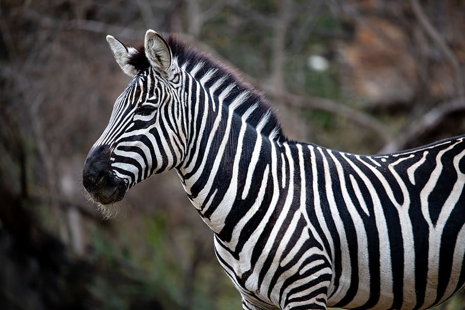 black and white zebra standing during daytime, animal, wildlife, HD wallpaper